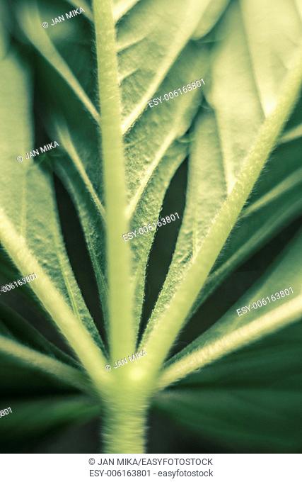 Macro of green Cannabis leaf