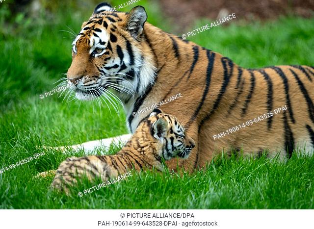 14 June 2019, Lower Saxony, Hanover: The Siberian tigress ""Alexa"" lies with one of her three boys in the enclosure of the zoo in Hanover