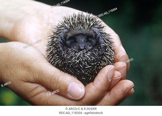 Young European Hedgehog in human hands Germany Erinaceus europaeus