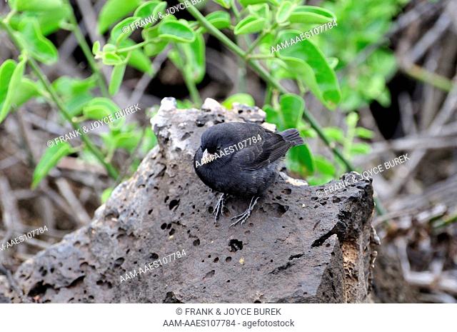 Small Ground Finch, Geospiza fuliginosa, Santa Cruz Island Galapagos Ecuador