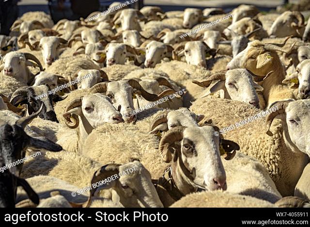 Flock of sheep crossing the town of Salardú (Aran Valley, Catalonia, Spain, Pyrenees)