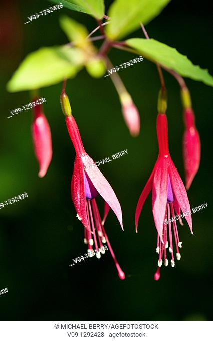 Fuchsia (Fuchsia magellanica), USA