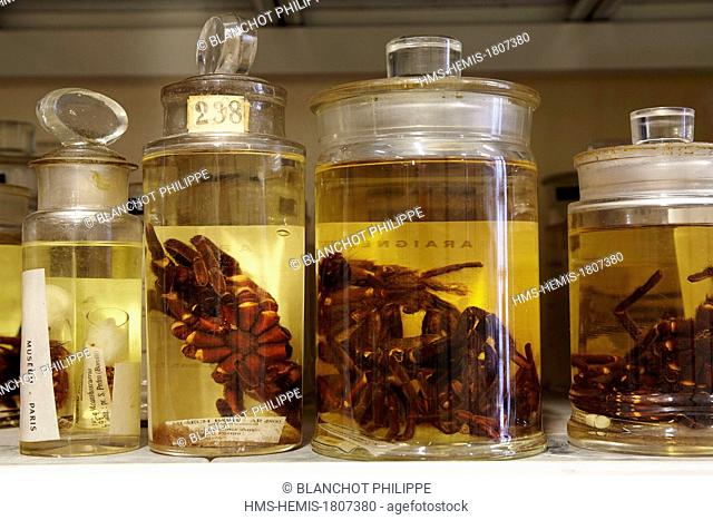 France, Paris, Museum National d'Histoire Naturelle, Arachnology Laboratory, Spiders conserved in alcohol, Eugene Louis Simon (1848-1924) collection