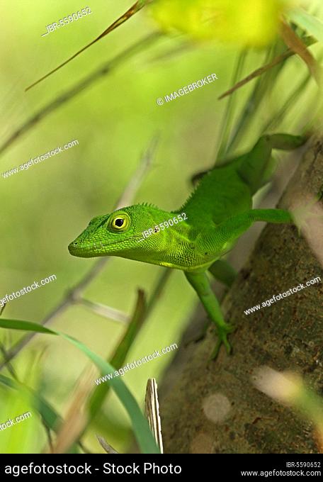 Jamaican Giant Anole (Anolis garmani) adult, clinging to tree trunk, Manchester, Jamaica, Central America