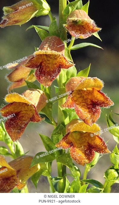 Close-up of Spanish rusty foxglove Digitalis obscura growing in a stony mountainous region near Alhaurin el Grande, Southern Spain