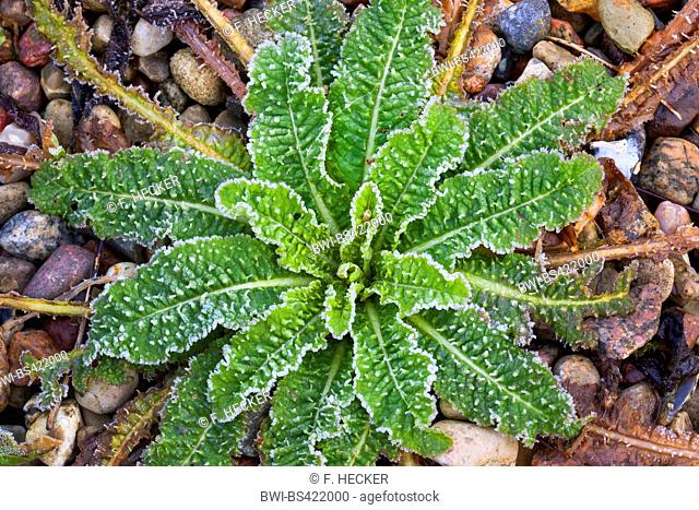 Wild teasel, Fuller's teasel, Common teasel, Common teazle (Dipsacus fullonum, Dipsacus sylvestris), leaf rosette wit hoar frost, Germany