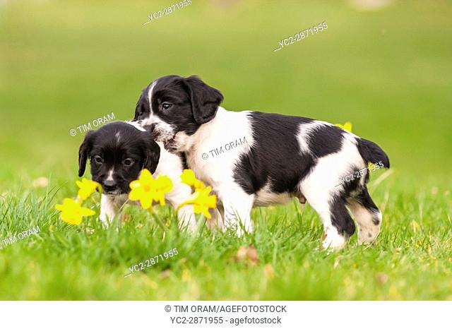 Two English Springer Spaniel puppies at 6 weeks old playing and showing movement