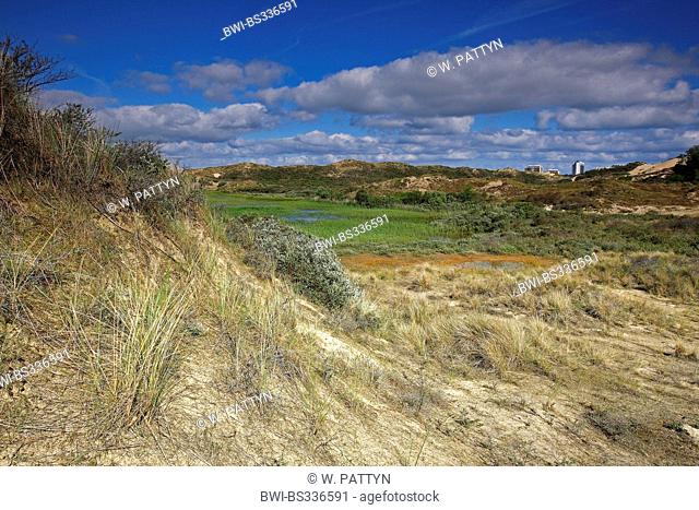 Wet dune grassland in the Westhoek Nature Reserve, Belgium, Zeeland, Westhoek Natuurreservaat
