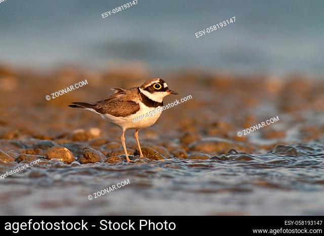Little ringed plover, Charadrius dubius. in summer. Wild small water bird on stones with space for copy
