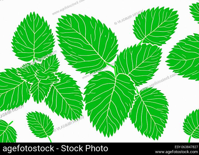 Illustrative image of mint leaf isolated. fresh mint leaves isolated on white background