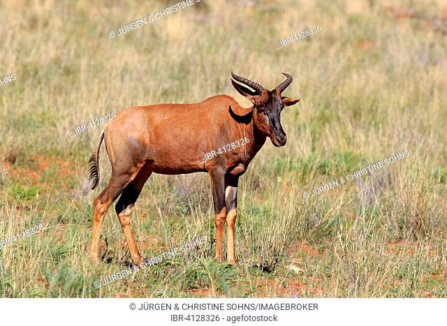 Common Tsessebe or Sassaby (Damaliscus lunatus), adult, Tswalu Game Reserve, Kalahari Desert, South Africa