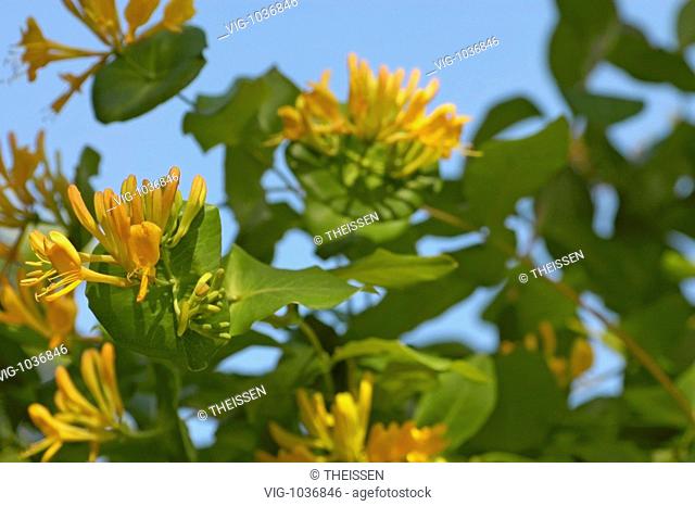 flowering plant, honeysucle, woodbine, Lonicera Caprifolium with yellow blossoms. - 12/06/2006