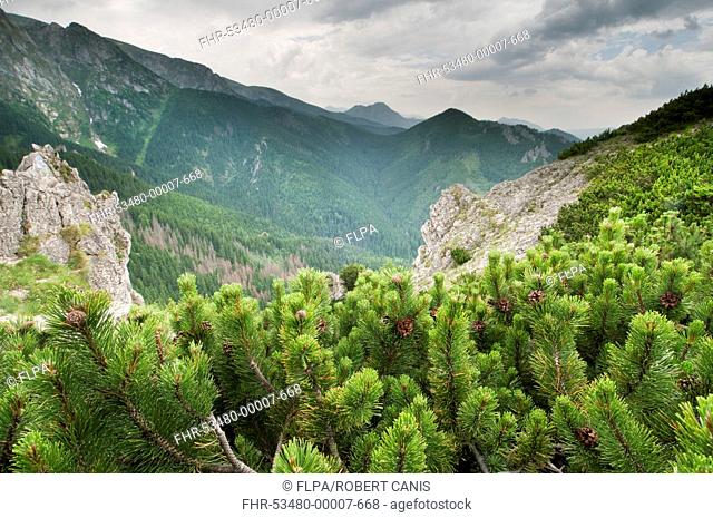 Dwarf Mountain Pine Pinus mugo growing in montane coniferous forest habitat, Tatra Mountains, Western Carpathians, Poland, June