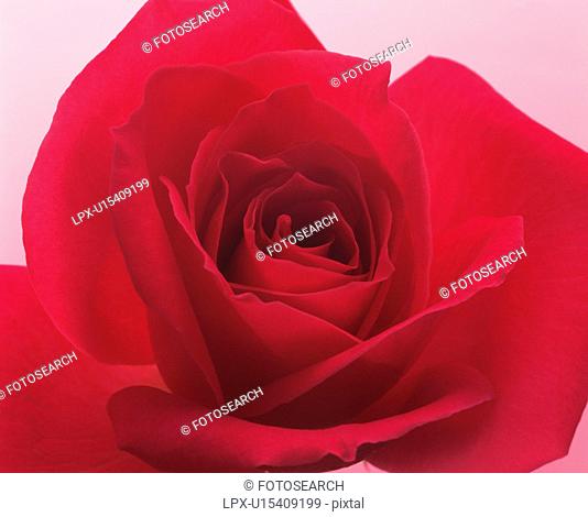 Red rose, close up, pink background