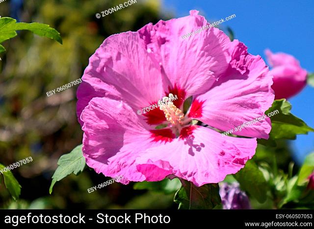 Pink Hibiscus flowering in East Grinstead