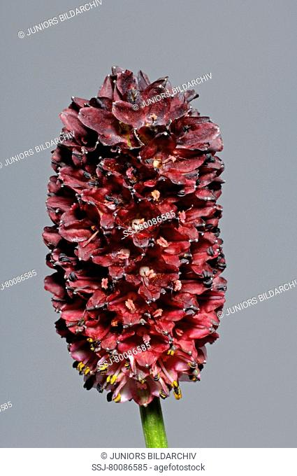 DEU, 2008: Great Burnet (Sanguisorba officinalis), flower, studio picture