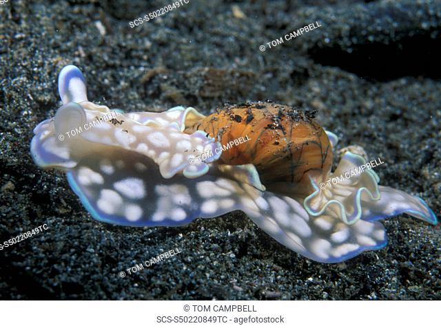 Bubble shell Micromelo undata Indo Pacific