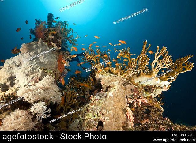 Coral reef and reef fish in the Red Sea