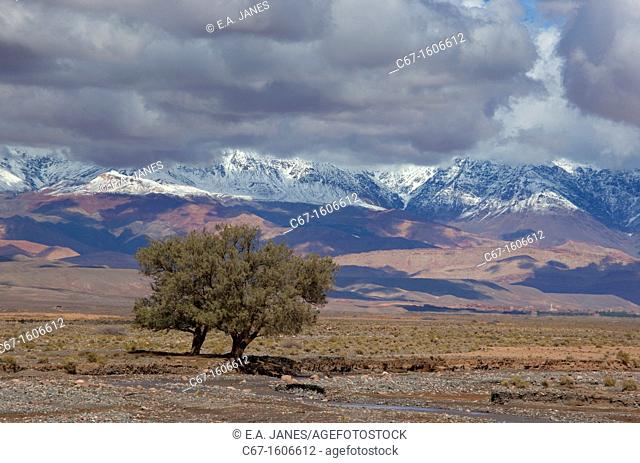 Atlas Mountains from Skoura Oasis Morocco North Africa Mid March