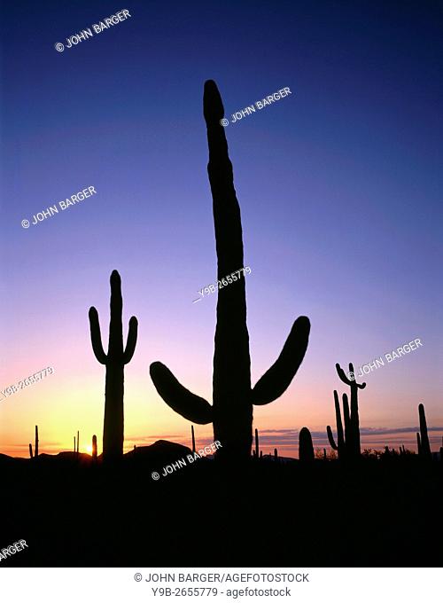 USA, Arizona, Organ Pipe Cactus National Monument, Saguaro cacti are silhouetted by sunset colored sky, Ajo Mountain Loop