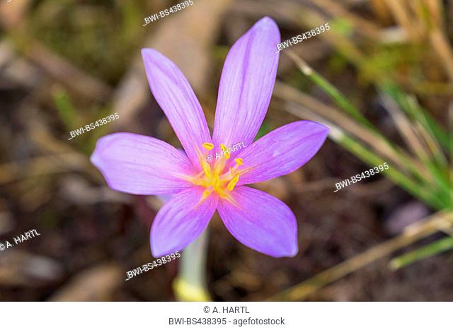 Meadow saffron, Naked lady, Autumn crocus (Colchicum autumnale), flower, Germany, Bavaria