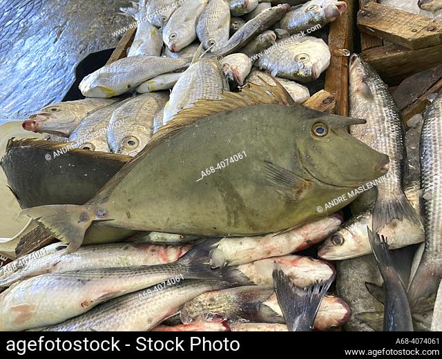 Nyfångad, färsk norhörningsfisk säljs på Hurghada Fiskmarknad. . The Bluespine Unicornfish is usually greenish-grey and has a bony horn projecting from the head...