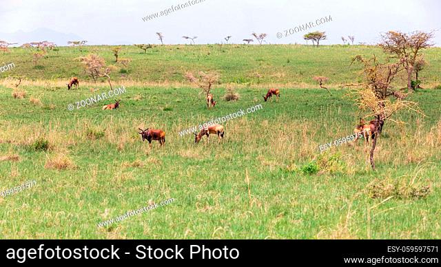 Swaynes Hartebeest antelope in Senkelle Sanctuary, Ethiopia, Africa wildlife