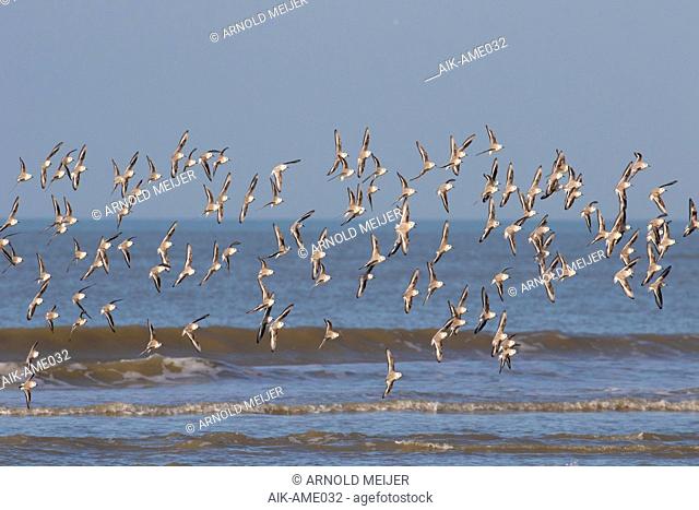 Flock of Sanderlings (Calidris alba) flying along the Dutch North Sea coast near Katwijk aan Zee