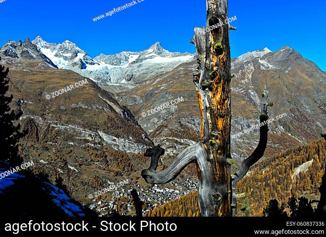 Toter Baum über dem Mattertal mit dem Ort Zermatt, hinten die Gipfel Ober Gabelhorn, Wellenkuppe und Zinalrothorn, Zermatt, Wallis