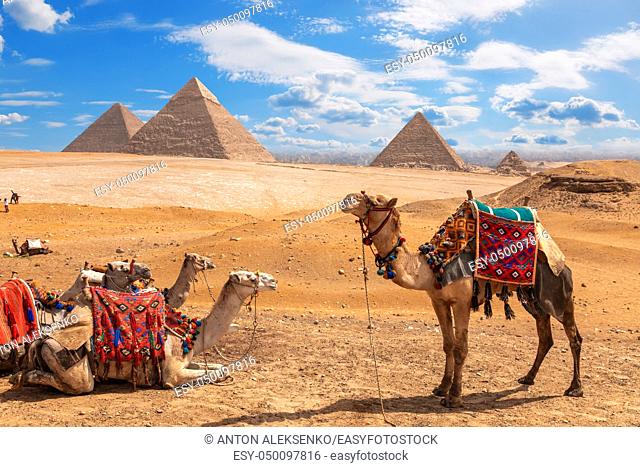 Camels on a halt near the three Pyramids of Giza