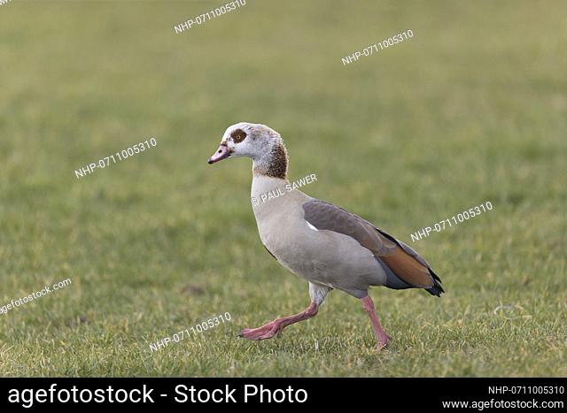 Egyptian Goose (Alopochen aegyptiacus) adult walking in grass field, Suffolk, England, February, Credit:Paul Sawer / Avalon