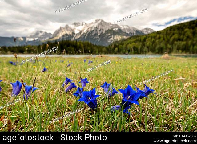 Several flowers of the alpine gentian on the shore of the Lautersee near Mittenwald, in the background blurred, the Karwendel