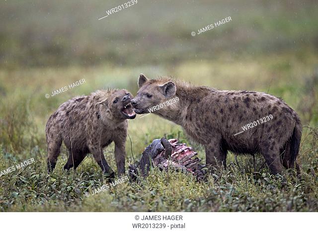Spotted hyena (Crocuta crocuta) at a blue wildebeest (brindled gnu) carcass, Ngorongoro Conservation Area, UNESCO World Heritage Site, Serengeti, Tanzania