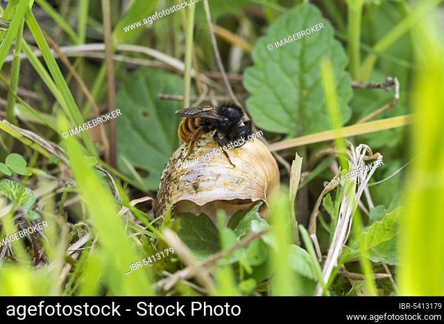 Bicoloured snail shell mason bee, Hildesheim, Lower Saxony (Osmia bicolor), Germany, Europe