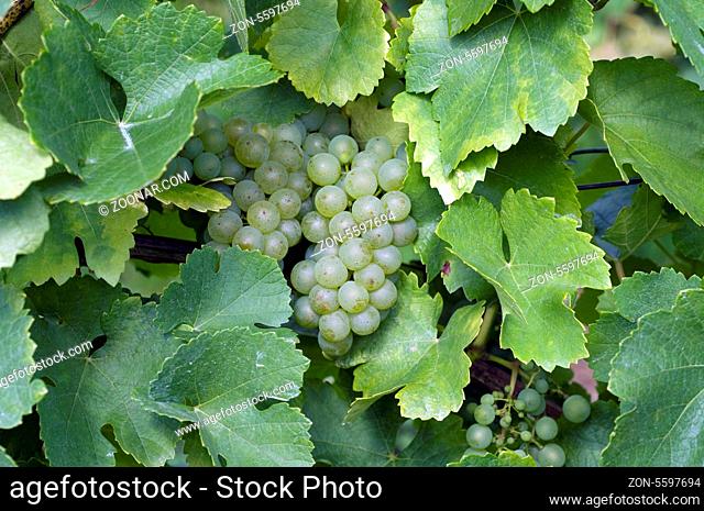 Silvaner, Gruener, Wein, Weinpflanzen, Reben, Fruechte, Beeren, Obst