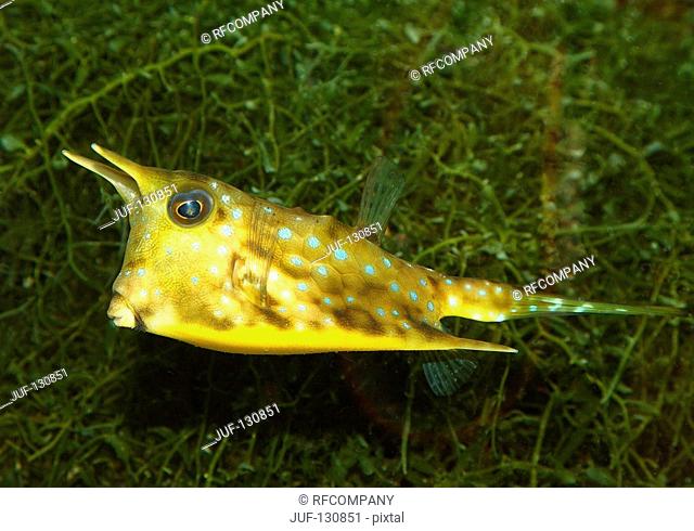 longhorn cowfish / Lactoria cornutus