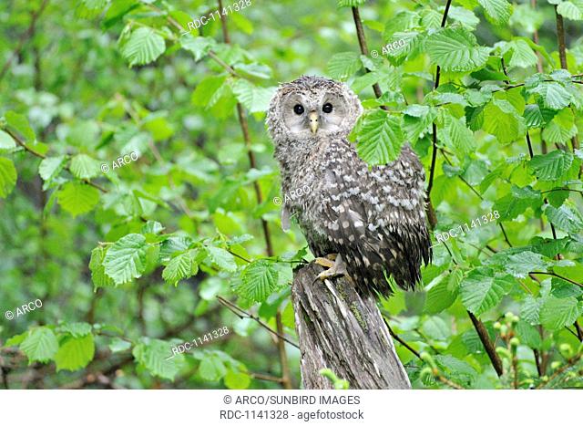 Young Ural owl, fledgeling