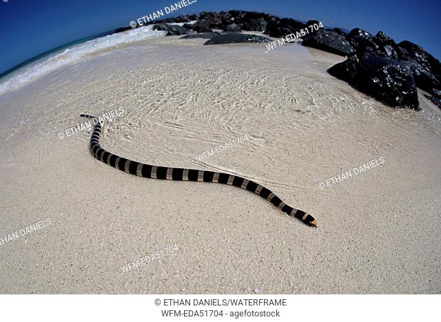 Poisonous Banded Sea Snake, Laticauda colubrina, Noumea, Amedee Island, New Caledonia