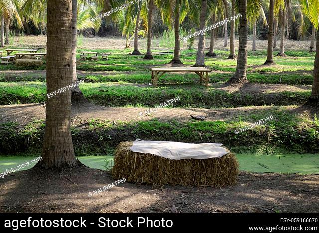 Summer field of coconut palm, stock photo