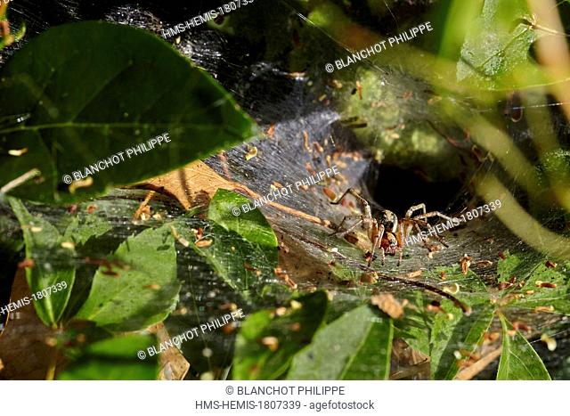 France, Morbihan, Araneae, Agelenidae, Labyrinth Spider (Agelena labyrinthica), at the entrance of its funnel-shaped retreat web