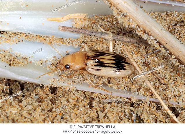 Beachcomber Beetle Nebria complanata adult, under strandline debris on beach, Gower Peninsula, Glamorgan, Wales, august