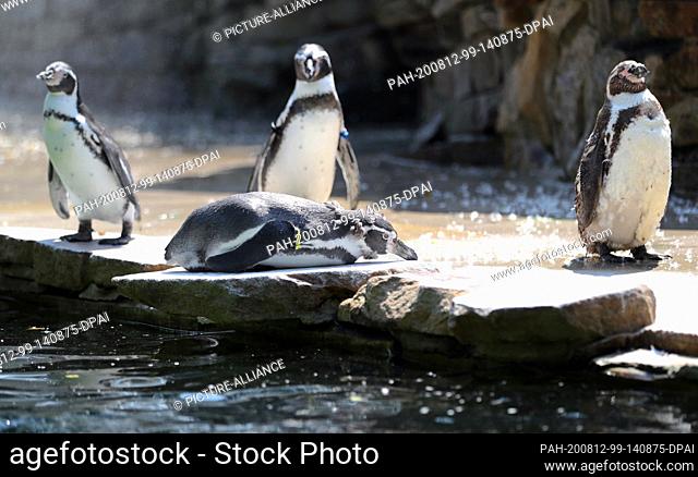 12 August 2020, Lower Saxony, Osnabrück: Humboldt penguins stand and lie under a water shower in their enclosure and cool down in the high temperatures