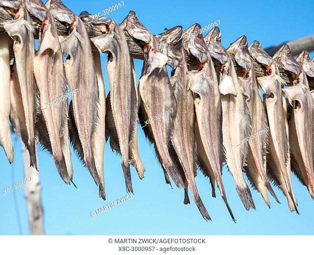 Halibut drying. The Inuit village Oqaatsut (once called Rodebay) located in the Disko Bay. America, North America, Greenland, Denmark