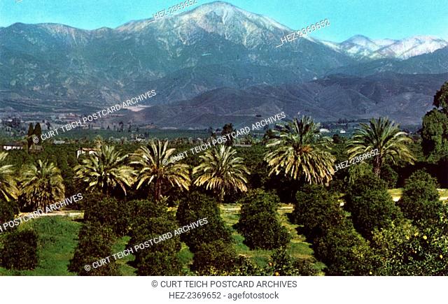 Orange groves and mountains, California, USA, 1953. Vintage postcard showing a typical Southern California landscape