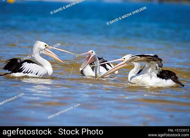 Three masked pelicans, Pelecanus conspicillatus, New South Wales, Australien