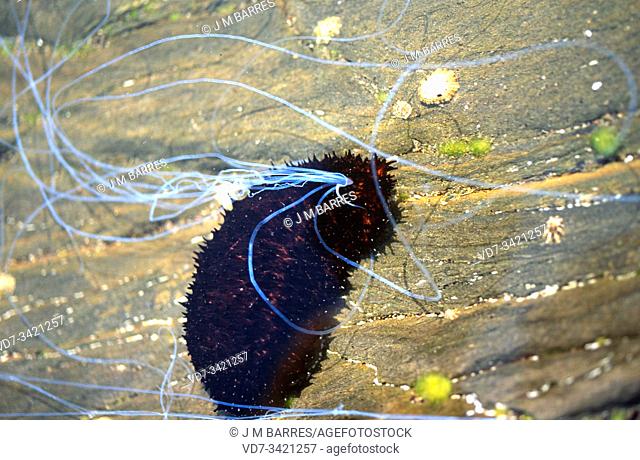 Black sea cucumber (Holothuria forskali). This specimen ejects sticky filaments from the anus in self-defense. This photo was taken in Cap Creus