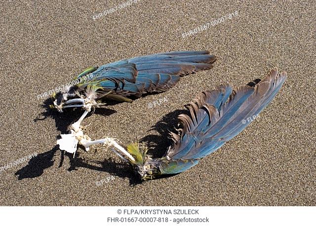 Burrowing Parakeet Cyanoliseus p patagonus wings, probably predated by rats in cliff colony, El Condor, Atlantic coast, Patagonia, Argentina