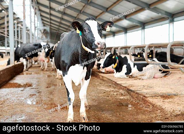 One of black-and-white milk cows standing in aisle of large contemporary dairy farm in front of camera