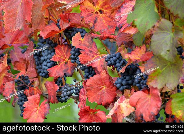Red wine grapes on the vine with colourful leaves in autumn, Lemberger, grapes, Kraichgau