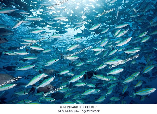 Schooling Rudderfish and Gold-banded Fusiliers, Kyphosus cinerascens, Caesio caerulaurea, German Channel, Micronesia, Palau